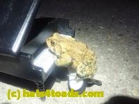 /home//u458753944/public_html/sourcegallery///////////Roxborough Toad Detour/2024/2024-04-14/P4141369.JPG